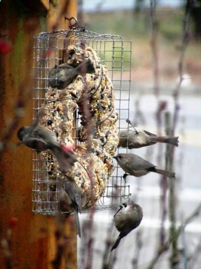 Make a Winter bird seed wreath | Flea Market Gardening