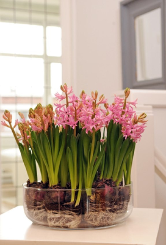Forcing Bulbs in Glass Containers. I love this. Need to try this in the future to help me get through the winter months.