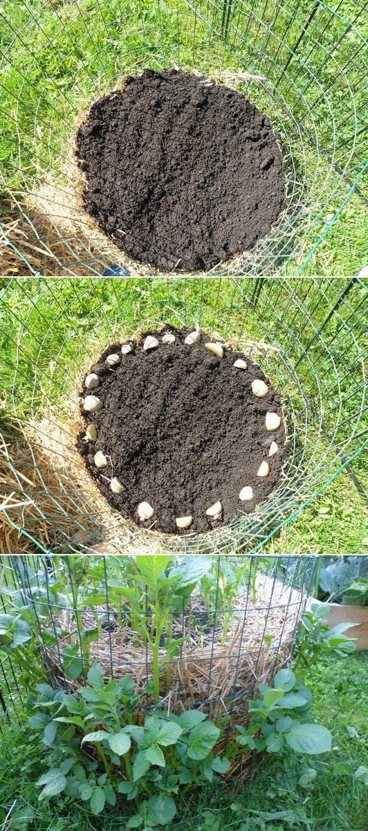 How to make a potato barrel using chicken wire