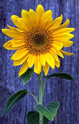 Sunflower – since I feed the birds sunflower seeds, I always have a few sunflowers pop up around the garden.  I love the watch the yellow finches balancing on the flower head when it goes to seed.