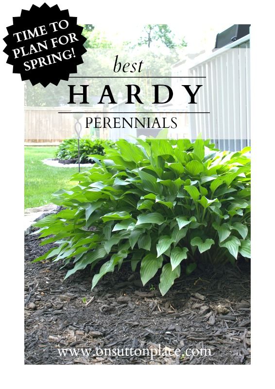 Tried and true hardy  | The DIY Gardener’s Guide.