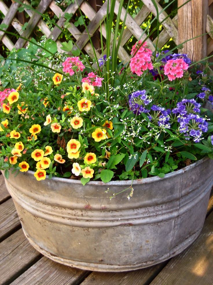 Flowers For Full Sun Heat | pot contains four types of heat tolerant annuals requiring full sun …