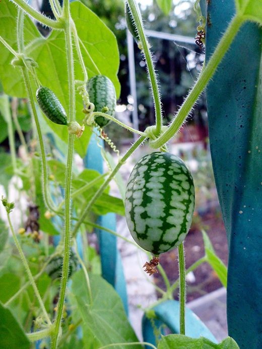 Some advice for growing: | Thing You Must Plant This Instant: Cucamelons