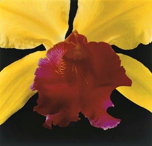 Robert Mapplethorpe Orchid