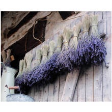 Drying lavender.  My other fav flower.