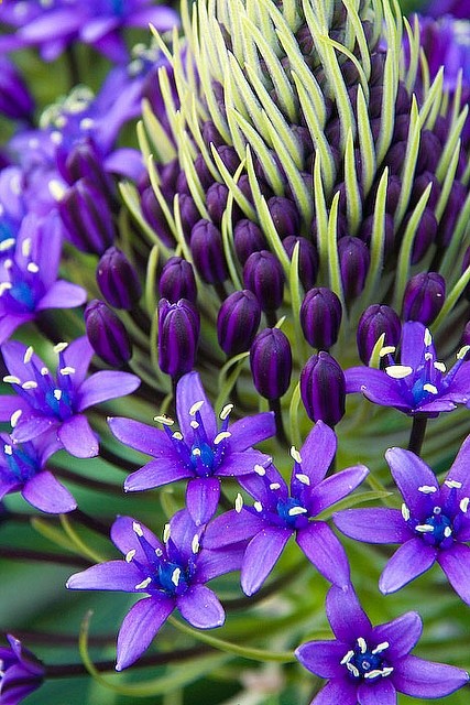 Agapanthus