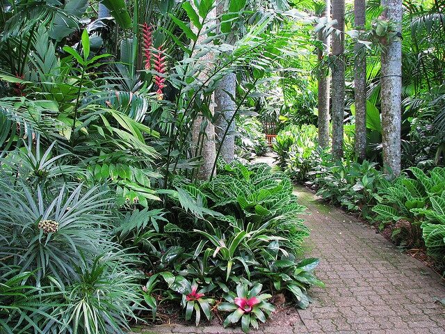 Tropical landscaping, Cairns Botanic Gardens by tanetahi, via Flickr