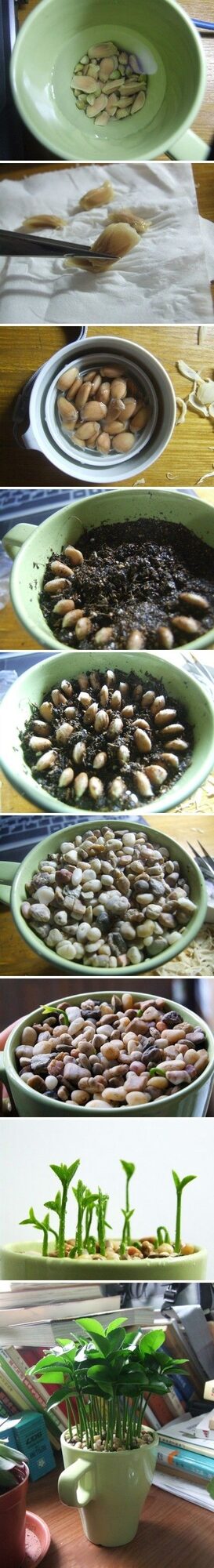 from lemon seeds. Lemon leaves smell so good.