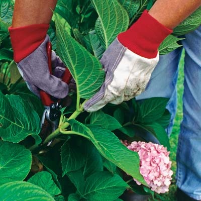 Multiply Your Plants | 5 Tips for Growing Gorgeous Hydrangeas