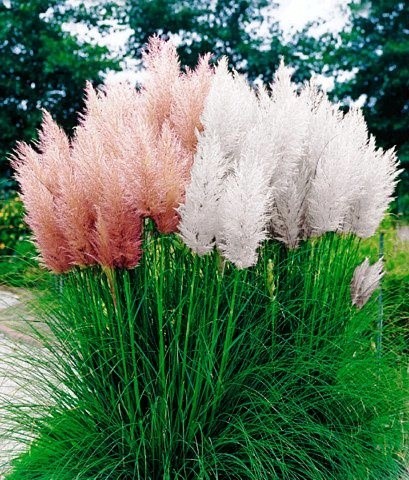Cortaderoa Selloana, The Pampas Grass