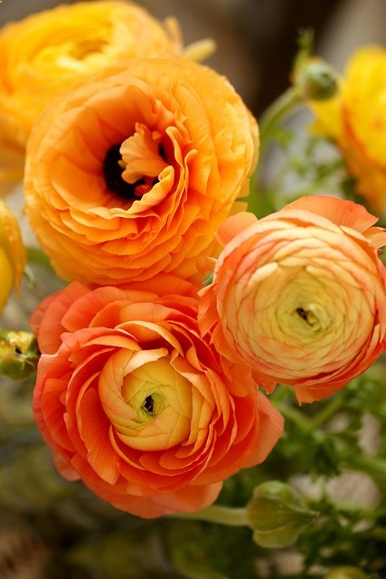 ranuculus