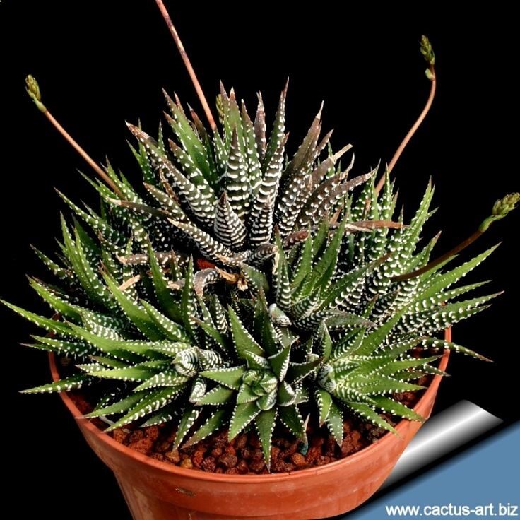 Haworthia attenuata ssp. attenuata