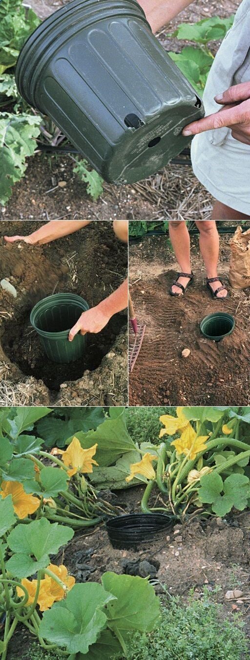 Tip for growing squash, Place the seeds AROUND the pot. When you water, you water inthe pot so the water comes out of the drain holes around the bottom for deep root watering