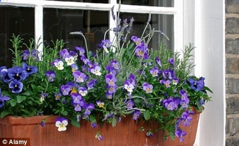 Lavendar/Rosemary window box for my balcony