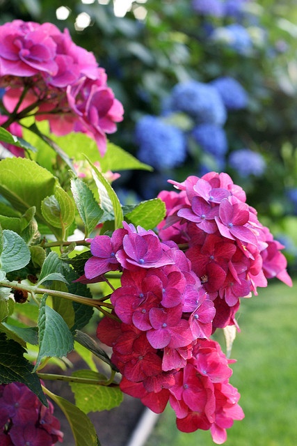 Hydrangea