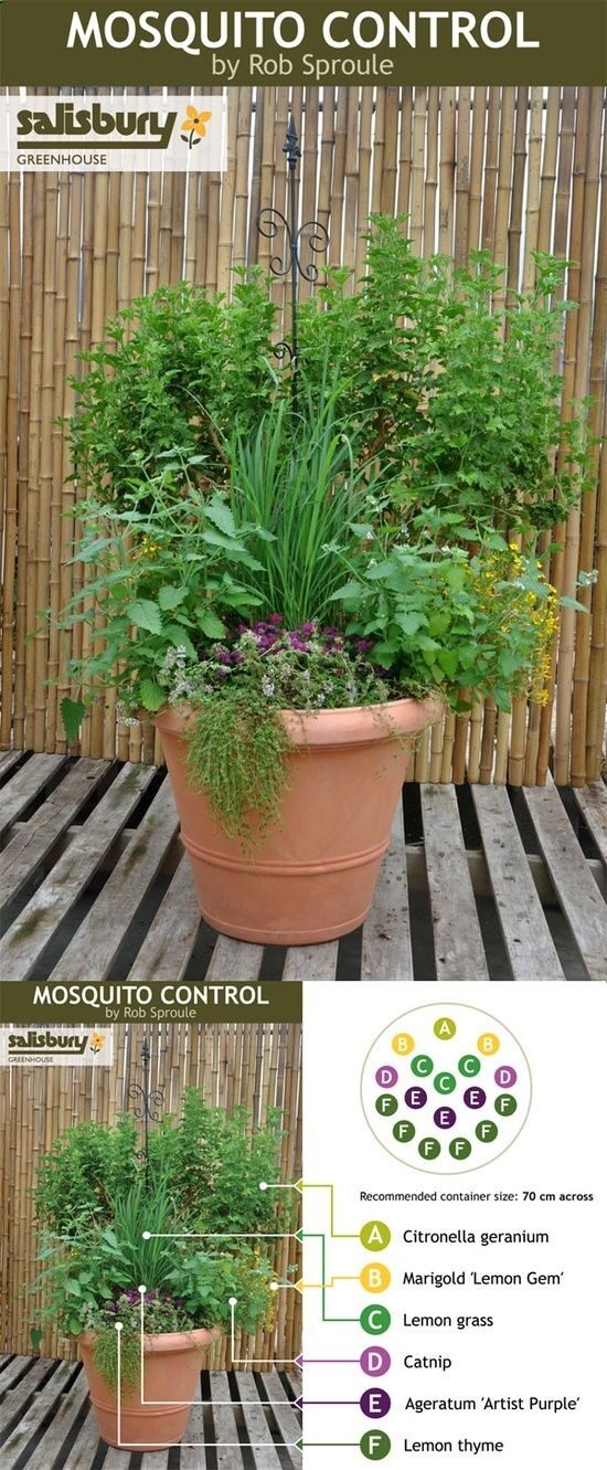 Build a Mosquito Control container so you can sit and unwind in the evenings without dousing in DEET.