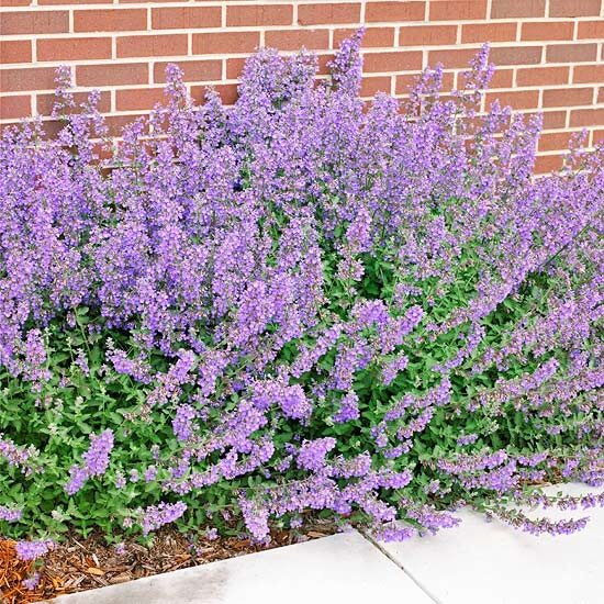 Constant Color from Catmint     Lovely purple flower spikes set off the gray-green foliage of Walker’s Low catmint. Give the plant a haircut after its initial flush of flowers in late spring to keep it compact and initiate another cycle of bloom. Count on catmint to be low-maintenance and stand up to hot and dry conditions