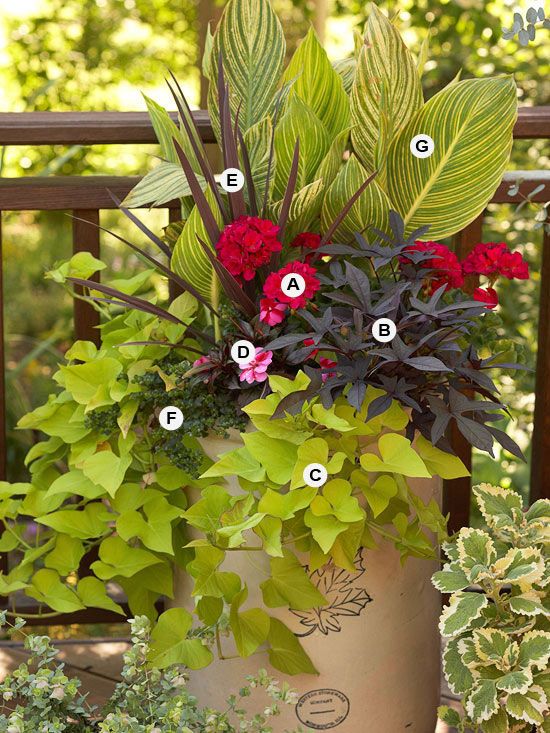 A: Geranium (Pelargonium ‘Savannah Hot Pink Sizzle’) — 2    B: Sweet potato vine (Ipomoea ‘Sidekick Black’) — 1    C: Sweet potato vine (Ipomoea ‘Sidekick Lime’) — 1    D: New Guinea impatiens (Impatiens ‘Sonic Sweet Cherry’) –1    E: Cordyline ‘Red Star’ — 1    F: Bacopa (Sutera ‘Calypso Jumbo White’) — 2    G: Canna ‘Pretoria’ — 1
