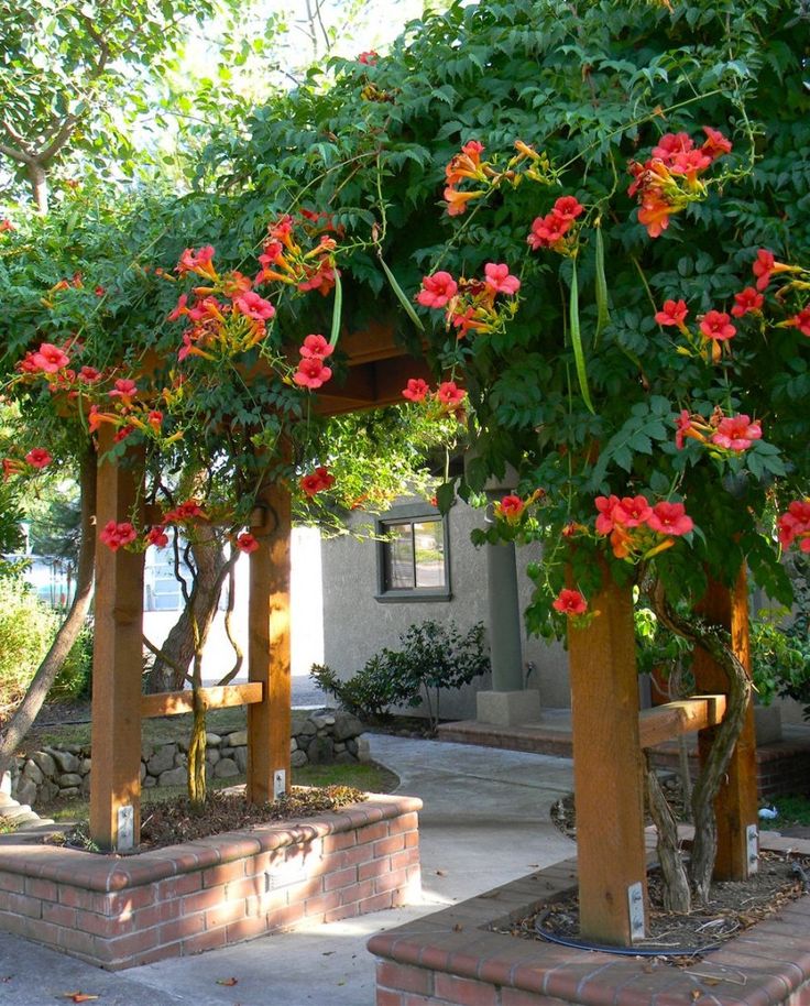 Trumpet Vine Glory | My neighbors in Logan had this (or something similar) growing through both sides of our fence and it was beautiful.