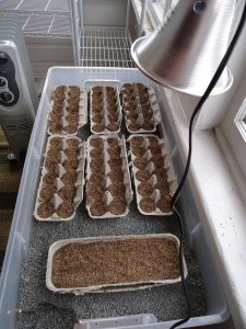 Inexpensive Seed Starting Method. Large plastic bin with christmas lights buried in sand for warmth and a cheap clamp light.