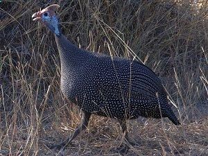 Guinea Fowl — check out website – lots of good info