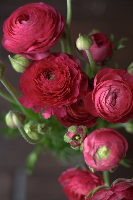 Pink Magenta Ranuncu Beautiful