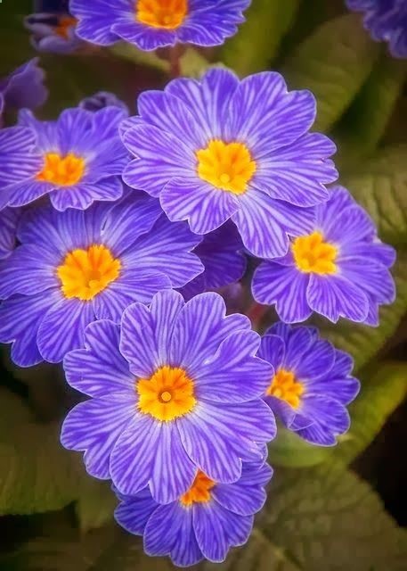 Primrose | A 1 Nice Blog – a nice spring flower