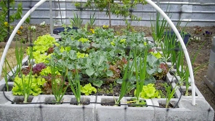 Raised-Bed Cinder Block Garden. Use the cinder blocks as a border, for larger vegetables, and plant plants, such as strawberries, in the small holes.
