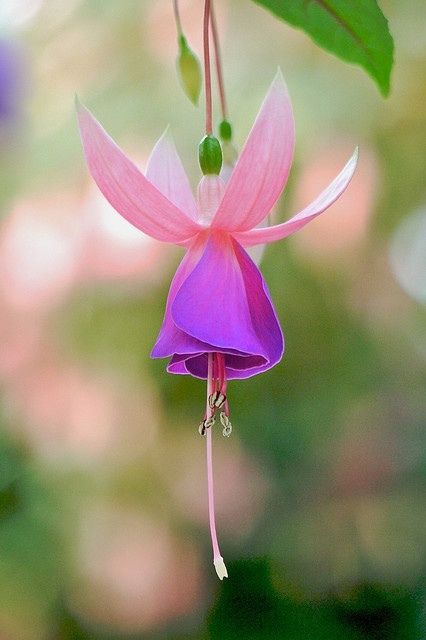 Fuchsia