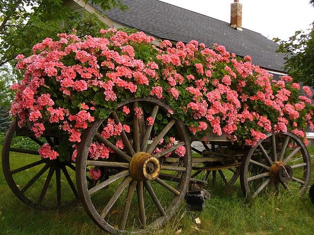 Old wagon covered in geraniums or any flower