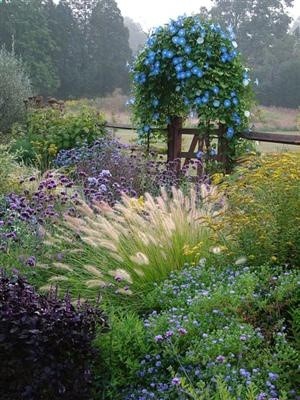 morning glories