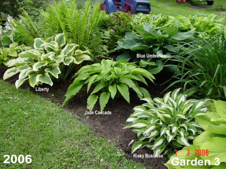 way to layout hostas