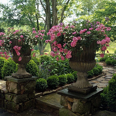 Pink Verbenas and Bacopa. English boxwood hedge.