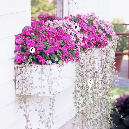 Shady Window Box :  A. Impatiens ‘Accent Pink’ — 4  B. Impatiens ‘Pink Swirl’ — 4  C. Dichondra ‘Silver Falls’ — 6
