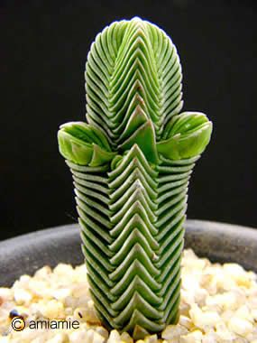 Crassula pyramidalis