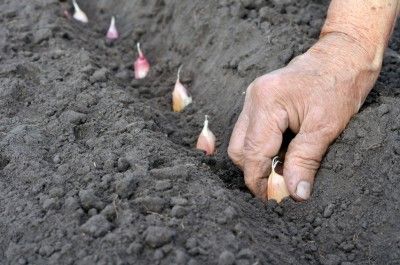 7 Steps To Growing Healthy, Tasty Garlic.  Over 75% of Garlic in the US comes from China.  Grow Your Own.