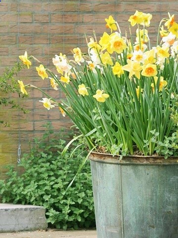 Daffodils planted in a container.