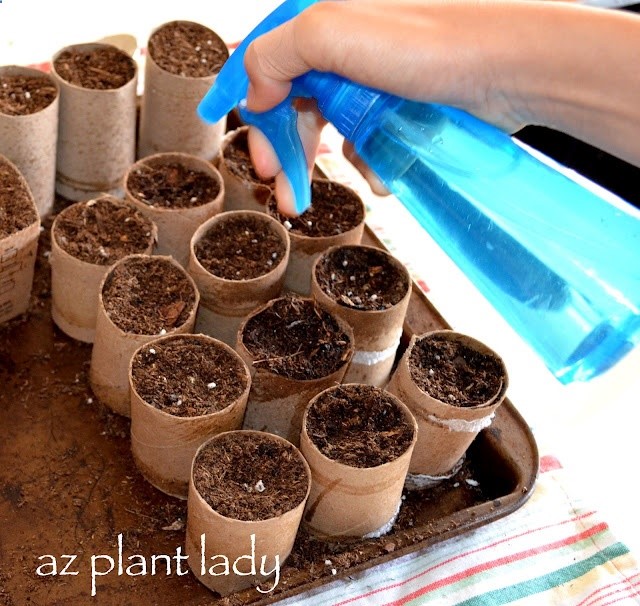 Using biodegradable toilet paper rolls – a great way to start seeds indoors and not disturb the roots! Once ready to transplant just plant the entire roll in the soil…cardboard will breakdown. Garden Girl :)