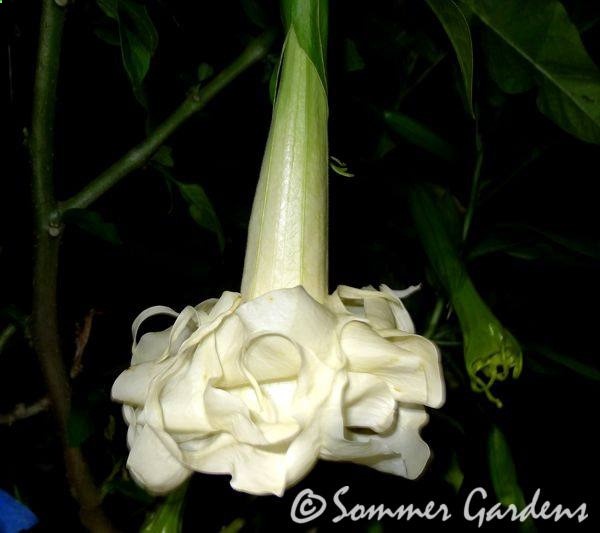A new Sommer Gardens angel trumpet – Brugmansia Marshmallow Sunset
