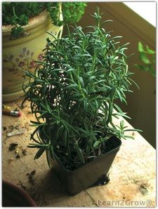 Rosemary is a perennial botanically known as Rosmarinus officinalis. It’s best propagated by cuttings. ‘Blue Boy’ is a compact variety, reaching only 24 inches. If you want to keep your rosemary healthy, don’t mist it.