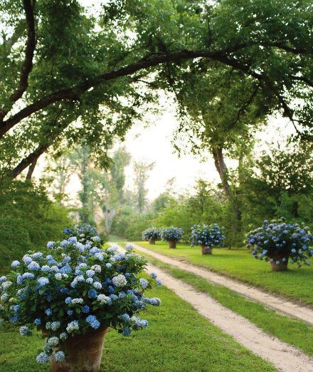 blue hydrangeas.  I didn’t know you could grow hydrangeas in a pot.  Also, just a side note…hydrangeas will get more blue depending on the acid present in the soil.  Pine trees make the soil very acidic.  We had hydrangeas growing near a pine tree and the color of blue took my breath away.  Amazing!