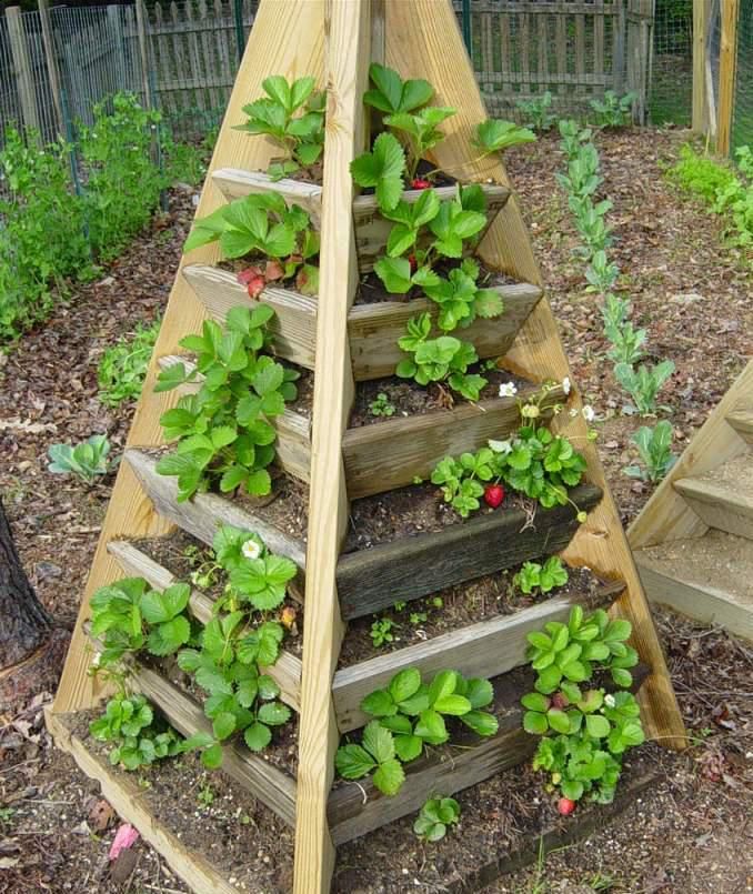 Pyramid of strawberries