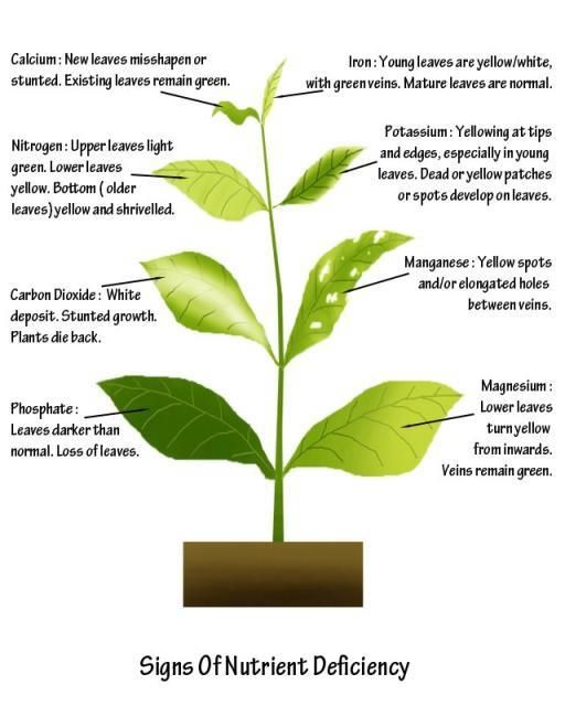 Tomatoes will tell you what they need!  Here’s a cool graphicfrom  Homegrown.org… lots of interesting information there.