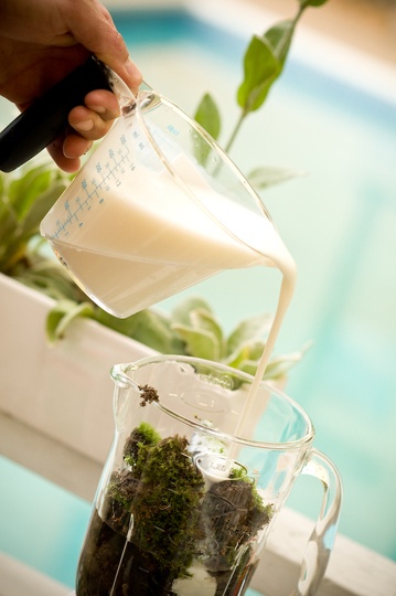 how to grow your own moss. This is what I need to do on the pathway in the fairy garden I want to make!~