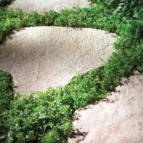 Ground cover for stepping stone path. It makes creating a stone walkway easier in two ways: you can skip the thick gravel base. The plants will hide stones that shift and become uneven. Also, you dont have to lay the stones perfectly. Ground cover plants that can tolerate foot traffic: Creeping Thyme, Blue Star Creeper, Brass Buttons, Creeping Mazus, Sedum.