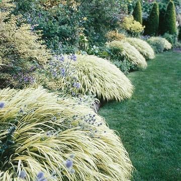 Japanese forest grass. Likes shade- maybe next year if I add to the beds in the back?