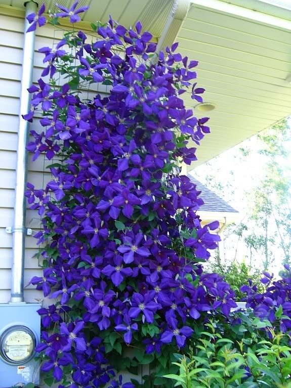 Jackmanii clematis.  Yes, I’m obsessed with clematis.  They are my favorite flowering vines.  I will be planting my first Jackmanii this spring.  It will be years before it ever looks like this–assuming I’m lucky enough mine becomes as beautiful and big as this one!