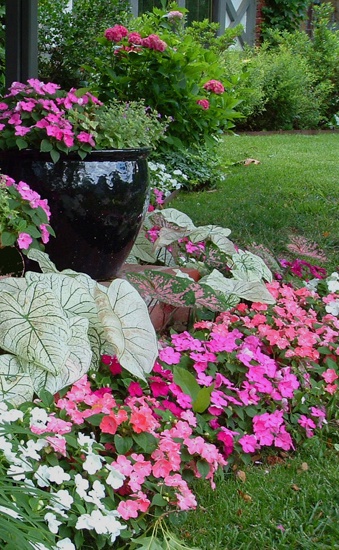Impatiens and Caladiums in the shade