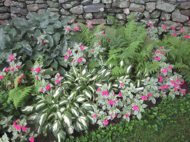 This beautiful garden combination has looked stunning ever since we first planted it here at White Flower Farm.    Impatiens walleriana Variegata  Hosta ‘Undulata Univittata’ (variegated Hosta) Hosta ‘Krossa Regal’    Athyrium filix-femina   (July 2013)