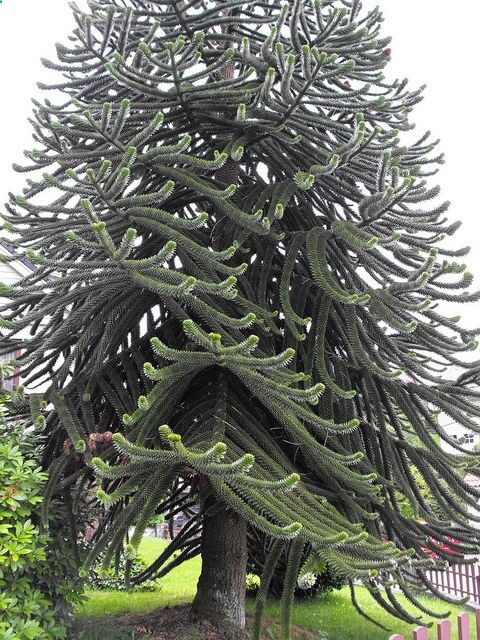 Monkey Puzzle Tree, Bergen, Norway, LOVE monkey puzzle trees! if I ever move south or to the west coast I will have one!